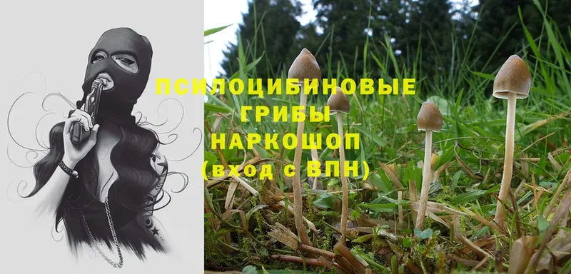 OMG ТОР  купить  цена  Солигалич  Галлюциногенные грибы Psilocybe 